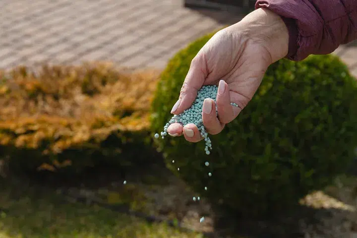 Lawn fertilization services
