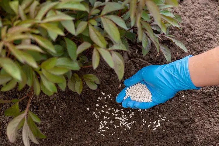 Property-Maintenance-Fertilizing