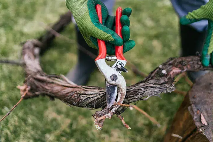 Property-Maintenance-Pruning
