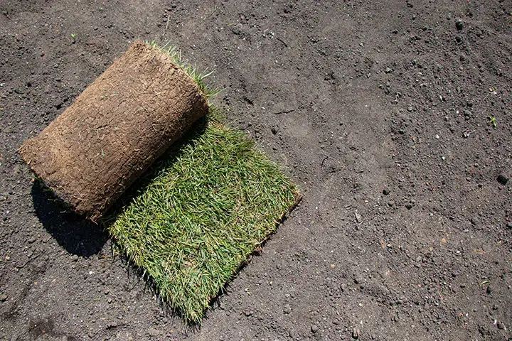 Property-Maintenance-Transplants