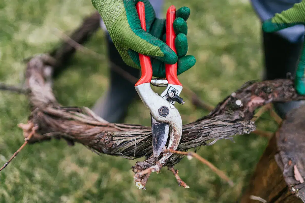 Pruning-service-img2webp