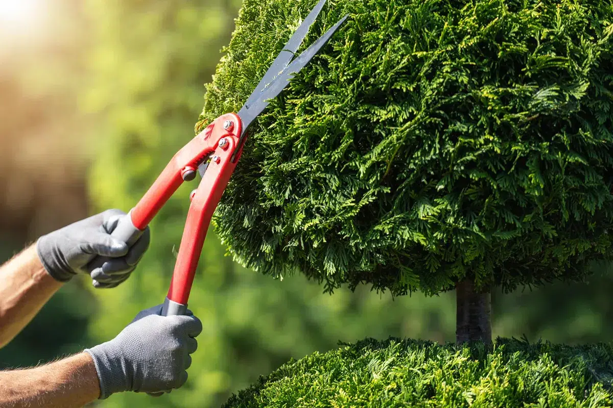 Pruning-service-img3