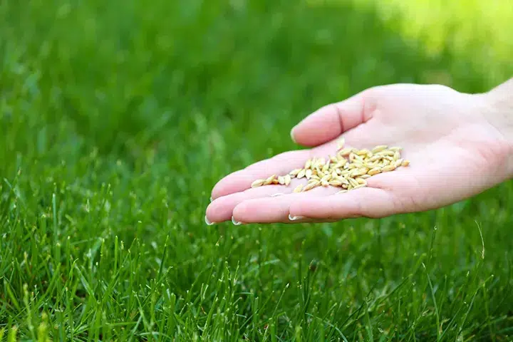 grass overseeding