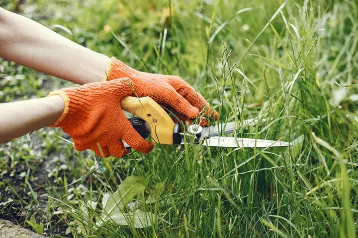 lawn weed control