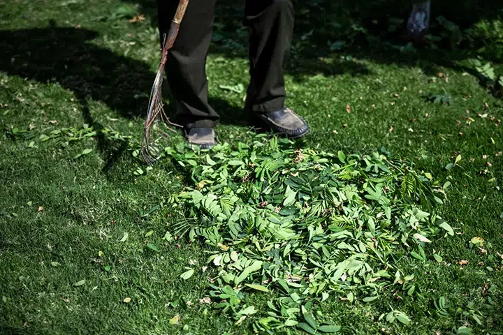 seasonal lawn cleanups