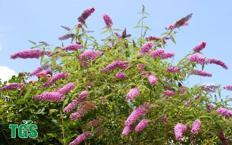 Butterfly Bush