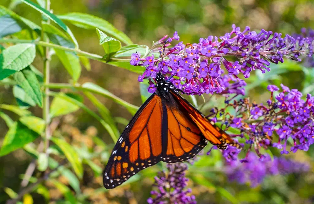 Butterfly Bush