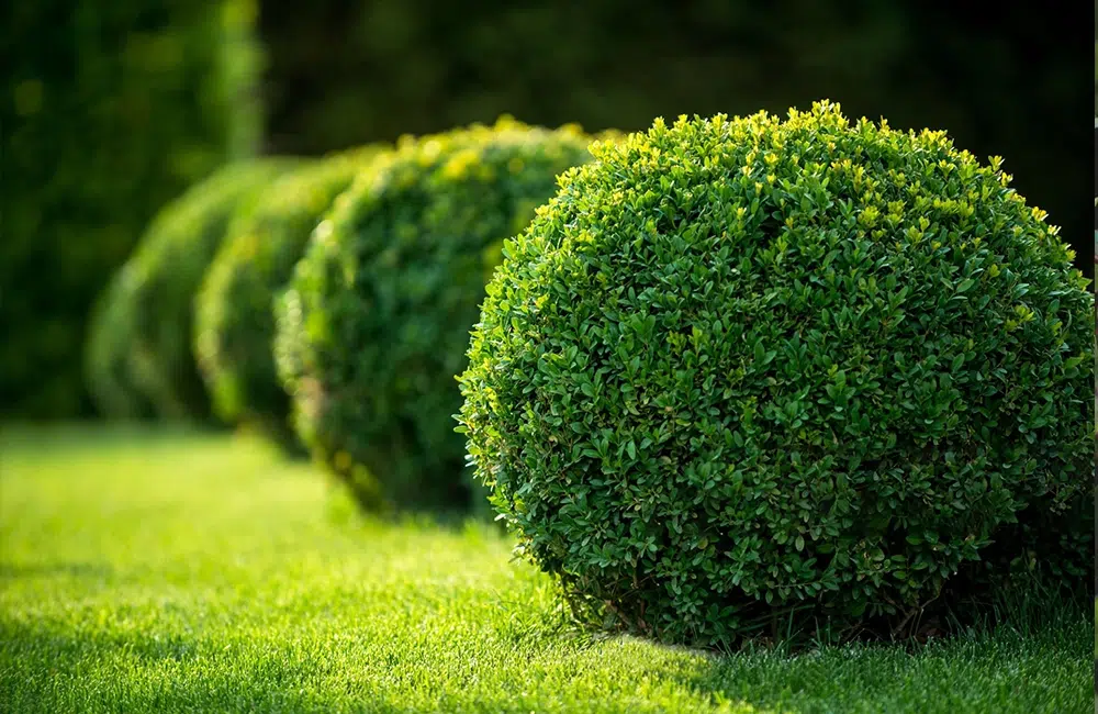 Evergreen Shrubs