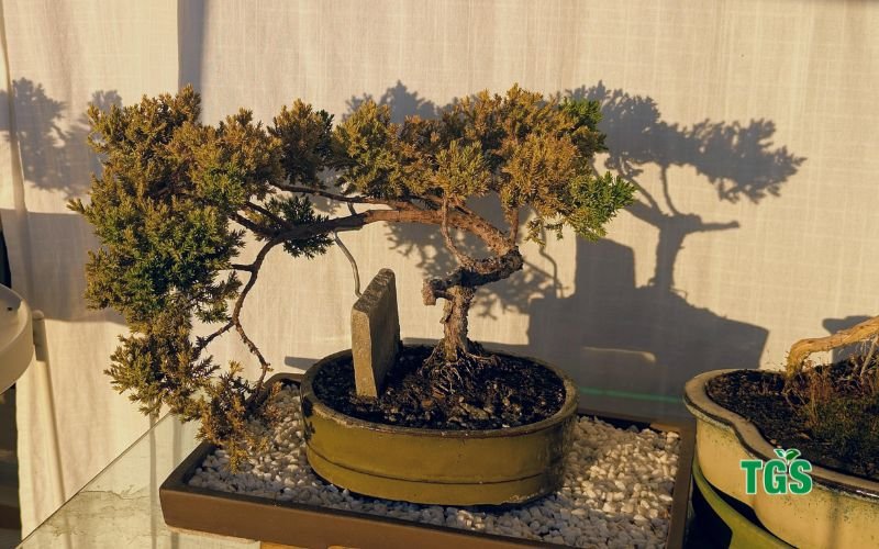 Potting and Soiling Juniper Bonsai Tree