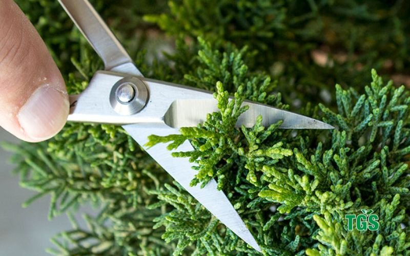 Pruning and Trimming Juniper Bonsai Tree