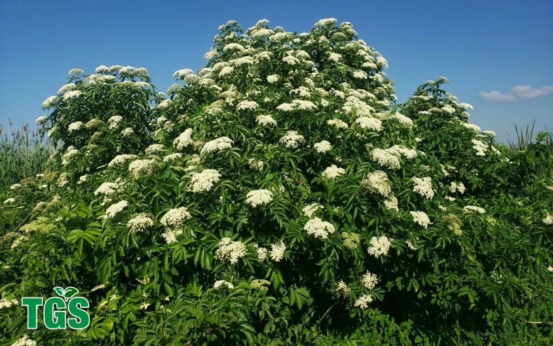 Sambucus canadensis in Trumbull