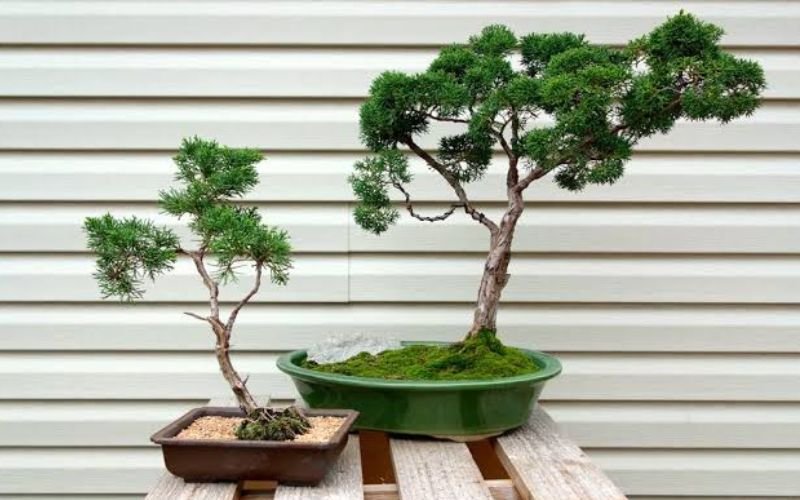 Selecting the Right Juniper Bonsai Juniper Bonsai
