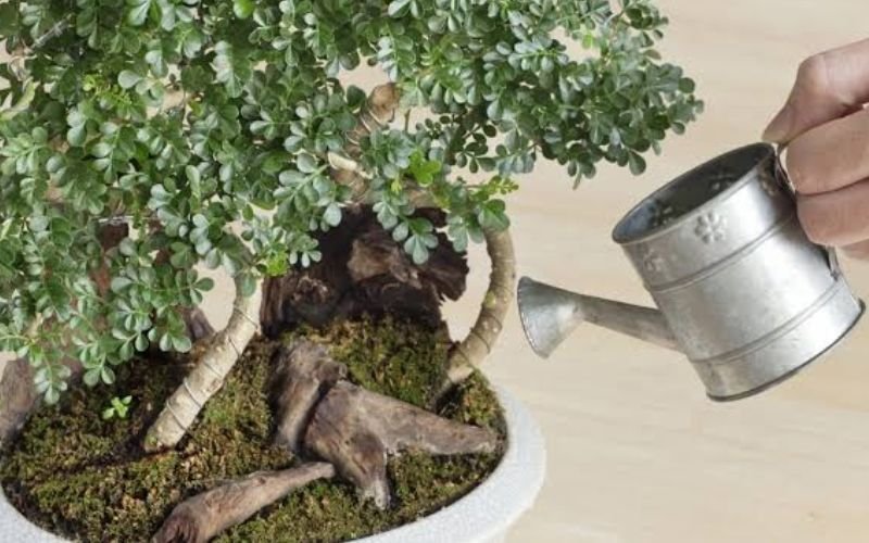 Watering Juniper Bonsai Tree