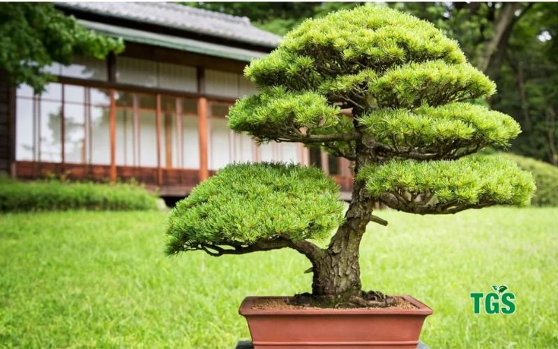 how to care for Juniper Bonsai Tree