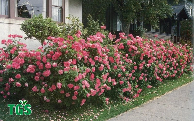 rose bushes in Trumbull 