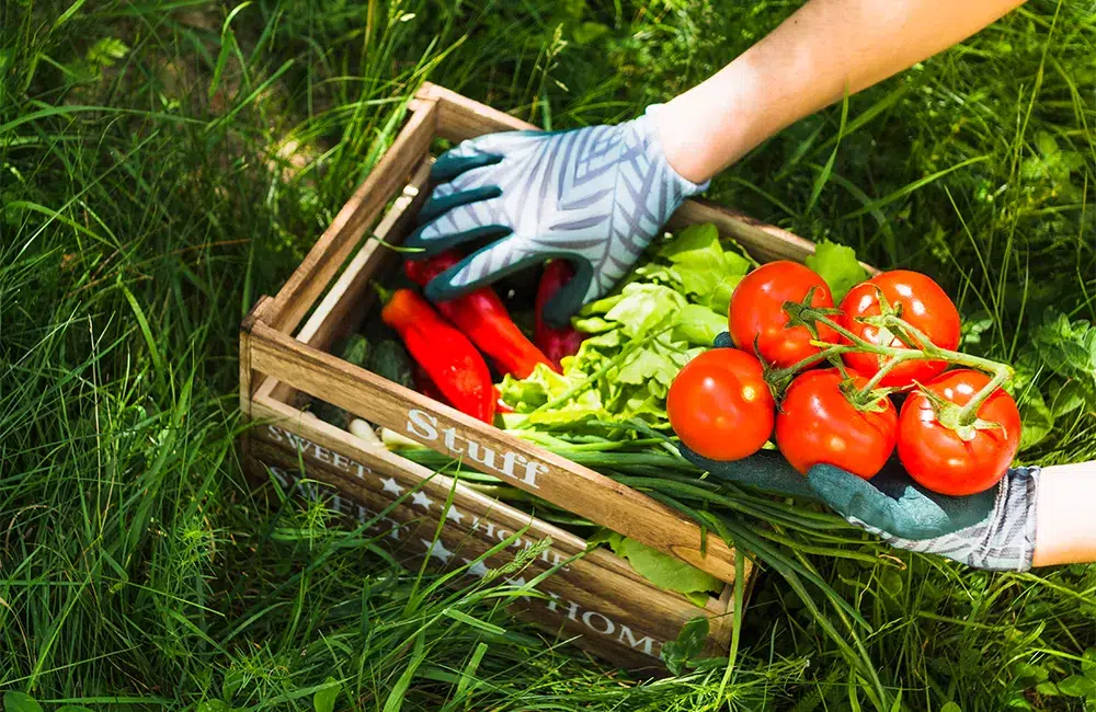 Vegetable Garden Maintenance