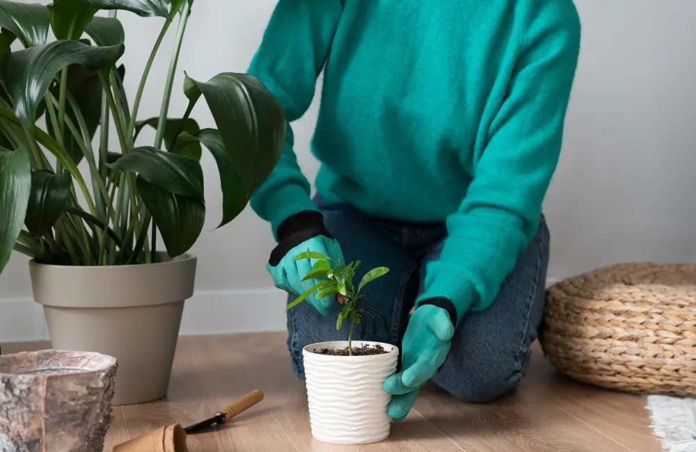 indoor plants for the winter