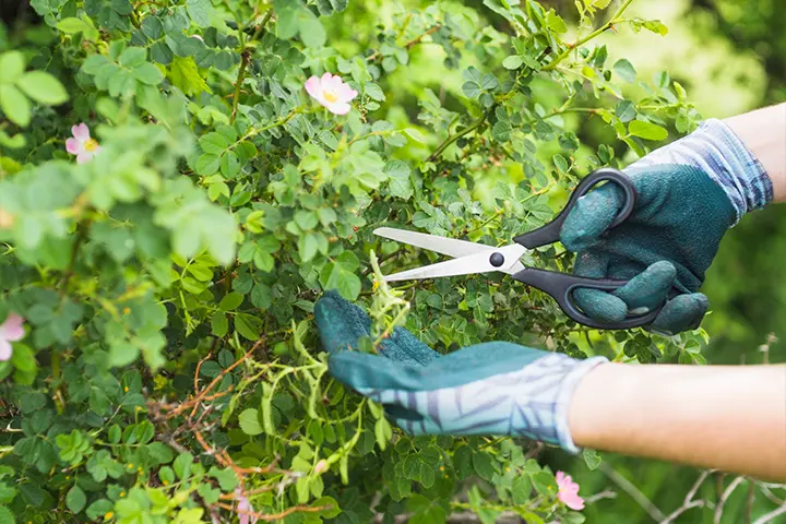 Pruning and Shrub Trimming