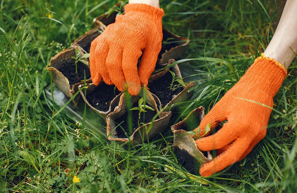 Aeration and Overseeding