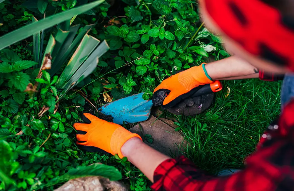 how to take care of a garden