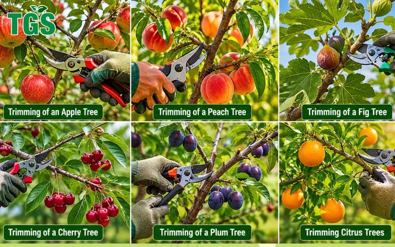 Trimming of Fruit Trees