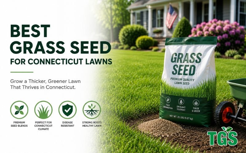 Best Grass Seed for Connecticut Lawns