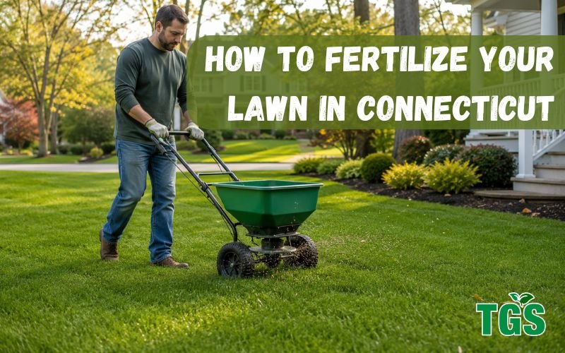 How to Fertilize Your Lawn in Connecticut