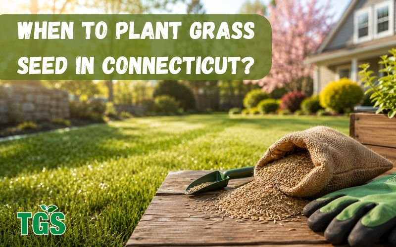 When to Plant Grass Seed in Connecticut