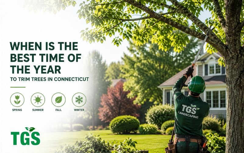 When Is the Best Time of the Year to Trim Trees in Connecticut