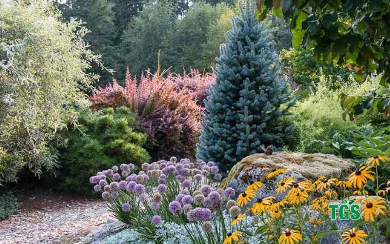 Best Deer-Resistant Perennials 
