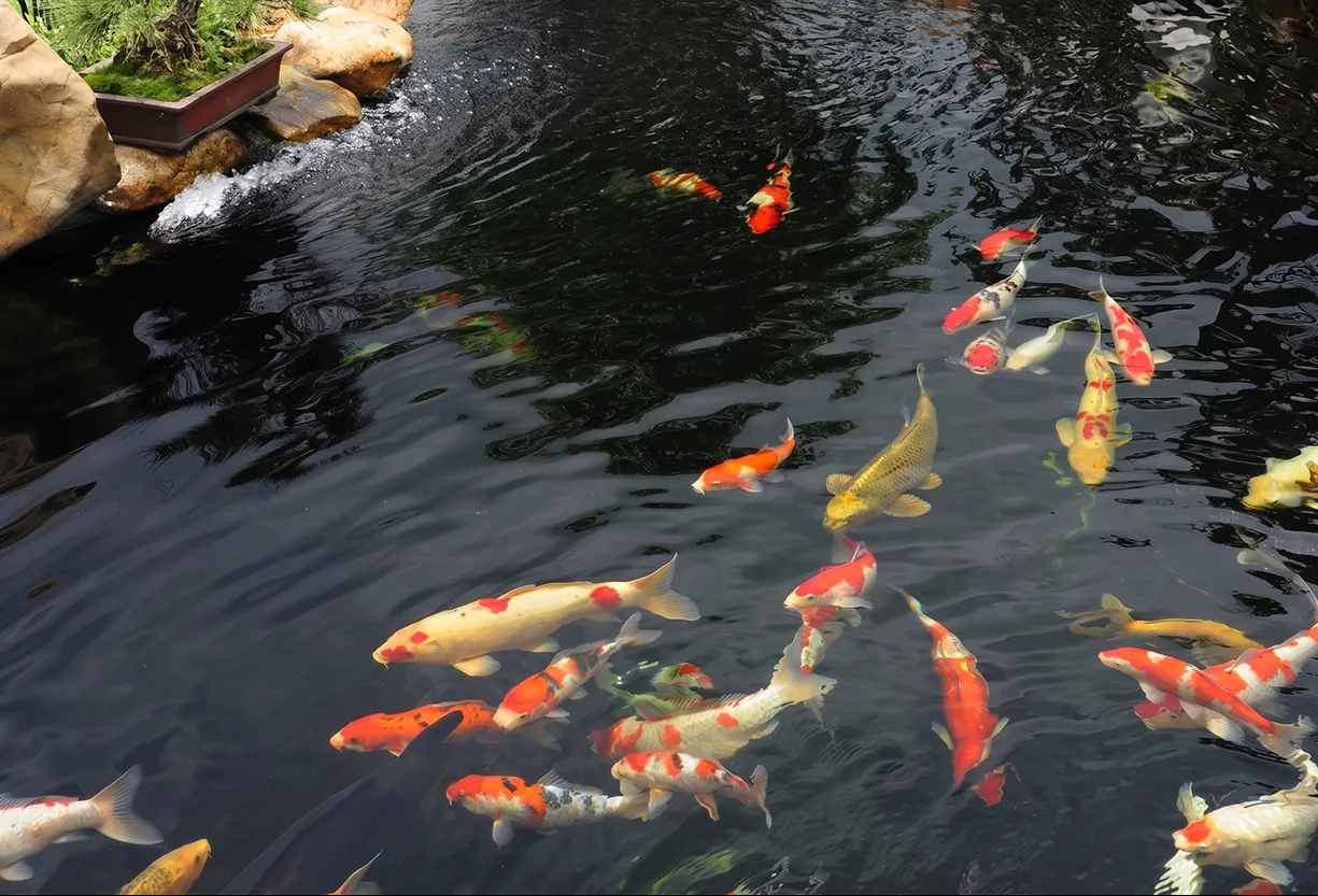 Plants-and-Fish-Selection-for-Ponds