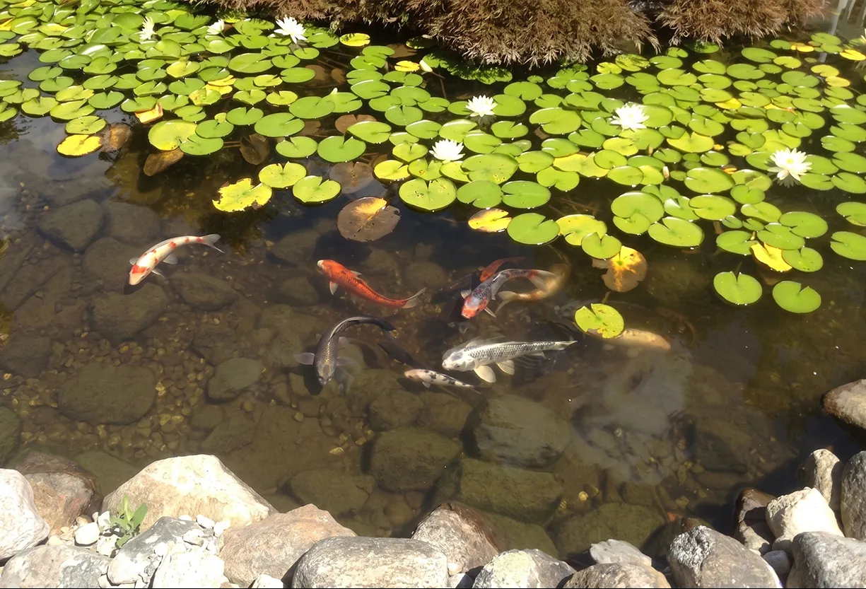 Pond-&-Water-Feature-Repairs