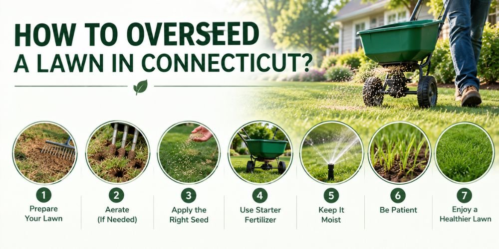 how to overseed a lawn in Connecticut
